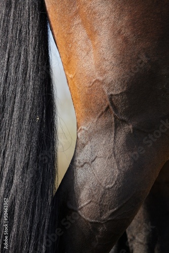Photo: horse leg horse leg