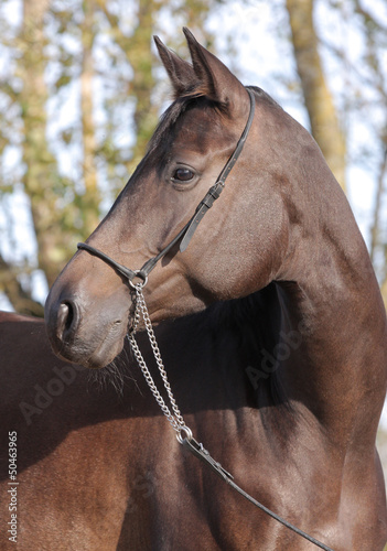 Photo: Horse portrait Horse portrait