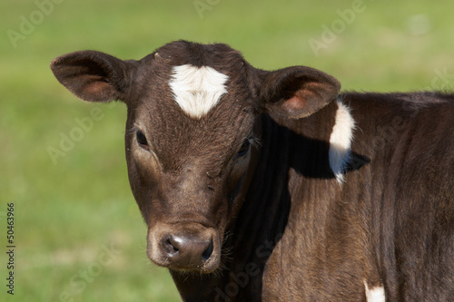 Photo: calf calf
