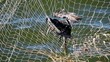 Bird caught in net