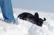 Cockerspaniel-Welpe stolpert durch den Schnee