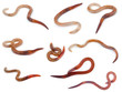 Animal earthworm on white background