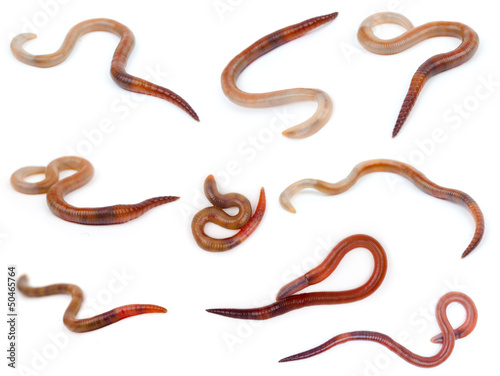 Photo: Animal earthworm on white background Animal earthworm on white background