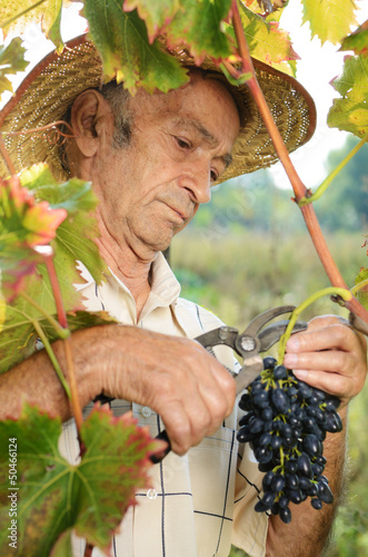 Photo: Senior vinedresser Senior vinedresser