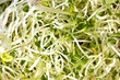 Alfalfa-Sprossen
