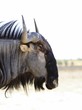 Brindled gnu (Connochaettes taurinus) aka blue wildebeestI