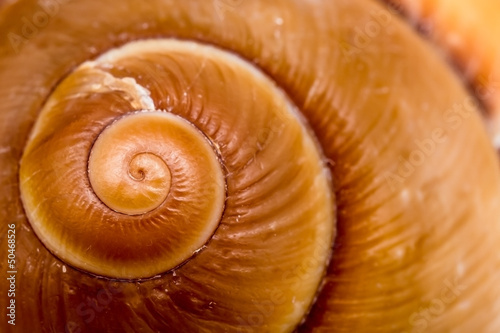 Photo: Fibonacci Numbers In Nature The Golden Spiral Fibonacci Numbers In Nature The Golden Spiral