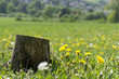 Holzstumpf auf Löwenzahn Wiese
