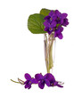 Wild spring violets - viola riviniana, in small glass vase isola