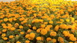 Flowerbed of orange chrysanthemums