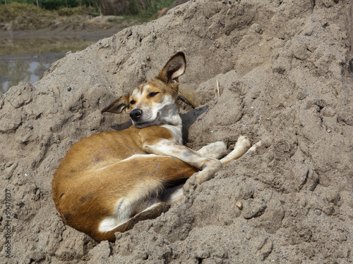 Photo: Punjabi dog Punjabi dog