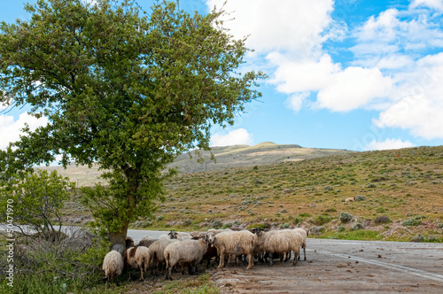 Photo: Goats Goats