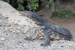 Monitor lizard