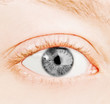 Human gray eye.