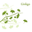 Ginkgo Hintergrund