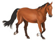 A beautiful horse in white background