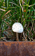 mushroom in grass
