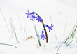 The first buds of blue hyacinth in spring.