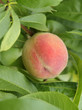Pfirsichbaum