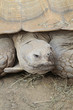 tortue 18