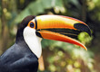 Beautiful Toucan Bird Profile