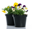 pots with pansies
