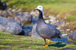 Gans