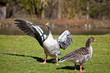 Gans