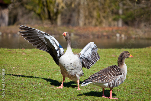 Photo: Gans Gans