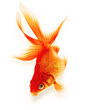 Gold Fish on White Background
