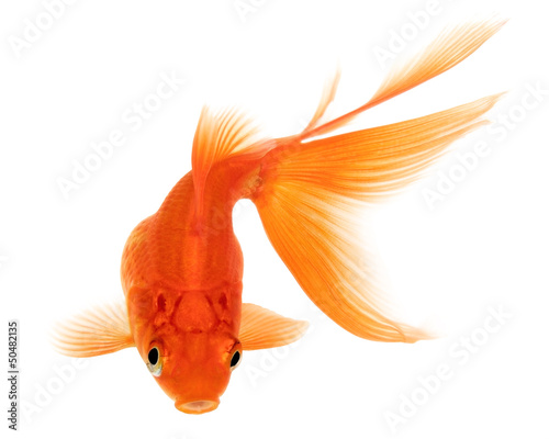 Photo: Gold Fish on White Background Gold Fish on White Background