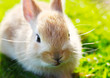 Frohe Ostern | Kuscheliger Hase | Osterhase