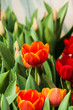 colorful tulips