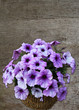 canvas print picture petunia flowers against wood background