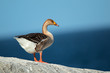 Domesticated greylag goose
