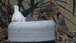 fressende Ziervögel