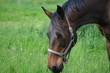 Cheval