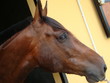 Portrait de cheval