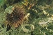 Sea urchin and triplefin