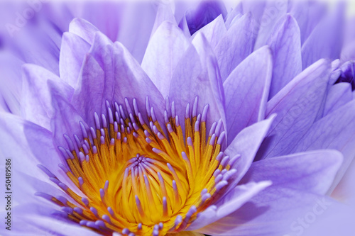 Photo: Nénuphar violet - Nymphaea coerulea Nénuphar violet - Nymphaea coerulea