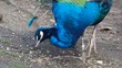 Pfau