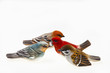 Easter, wood little birds