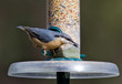 Nuthatch ffeeding from a bird feeder.