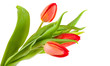Photo: Tulips Tulips