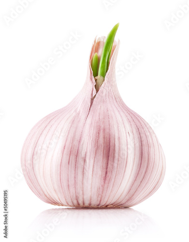 Photo: Bunch of sprout garlic isolated on white background Bunch of sprout garlic isolated on white background