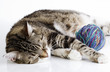 Müde Katze