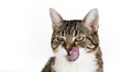 Katzenwäsche