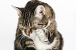 Katzenwäsche