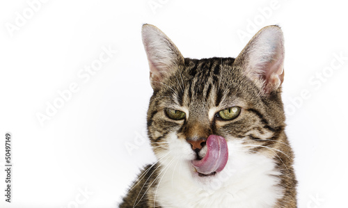 Photo: Katzenwäsche Katzenwäsche