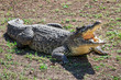 crocodile with open jaws